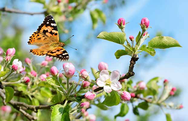 Una farfalla e un fiore di melo