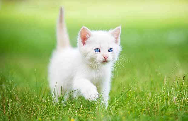 Un piccolo gatto nell'erba