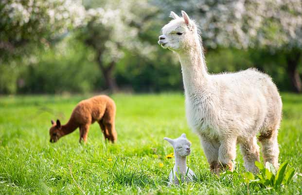 Animali della fattoria in un prato