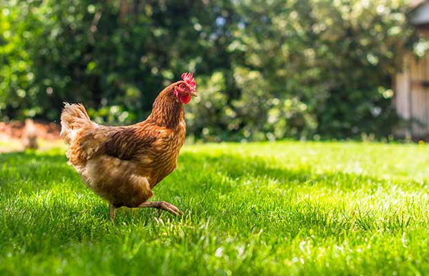 La gallina si aggira per il giardino