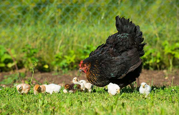 Gallina con pulcini in un prato