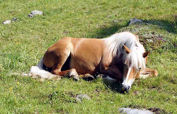 Cavallo sdraiato in un prato