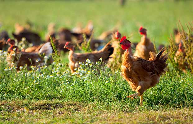 Molte galline in un prato