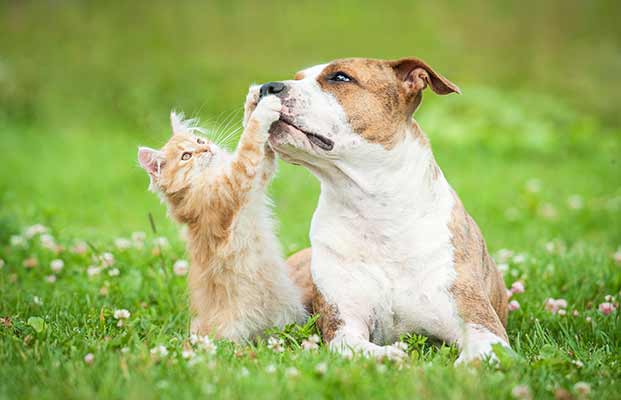 Cane e gatto che giocano insieme