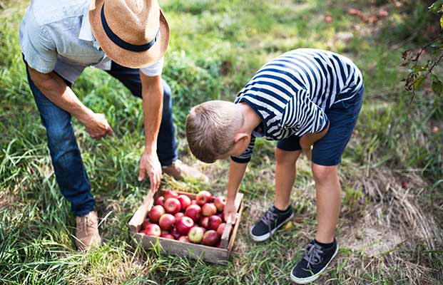 Padre e figlio raccolgono mele