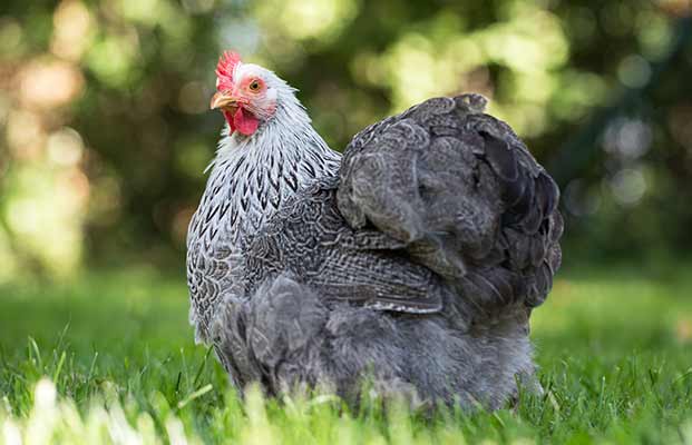 La gallina passeggia in giardino