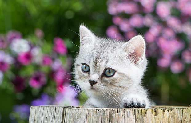 Piccolo gatto che guarda il tronco di un albero