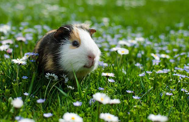 Cavia seduta in giardino