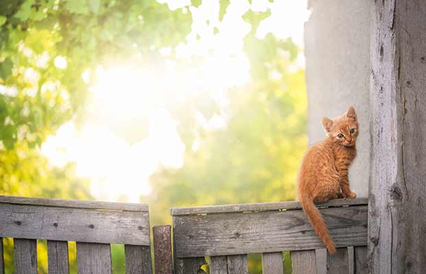 Gatto seduto su una staccionata