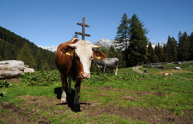 Mucca in Val Passiria