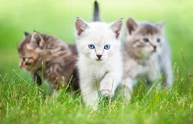 Tre giovani gatti si aggirano nell'erba