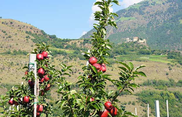 Albero di mele a Naturno