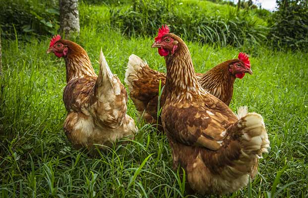 Tre galline in cerca di cibo