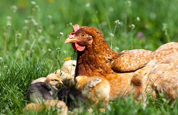 Gallina con pulcini in un prato