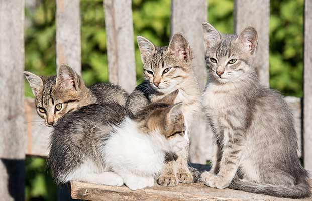 Quattro giovani gatti osservano l'ambiente circostante