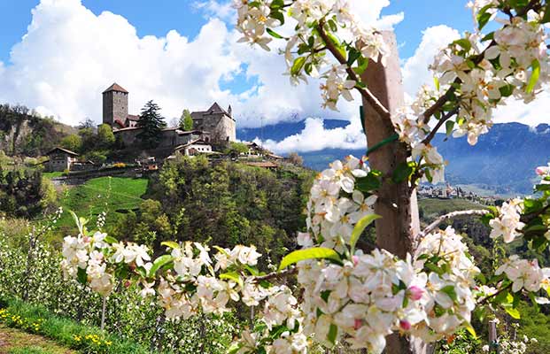 Castel Tirolo e un fiore di melo