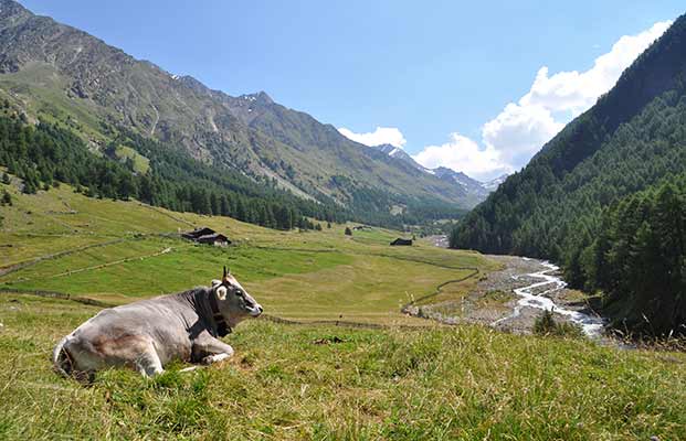 Mucca in Val Senales