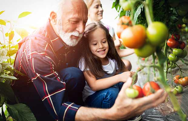 Il nonno e la nipote raccolgono i pomodori