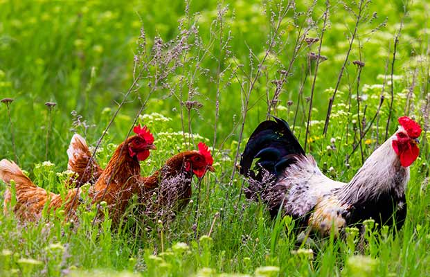 I polli si aggirano nell'erba alta