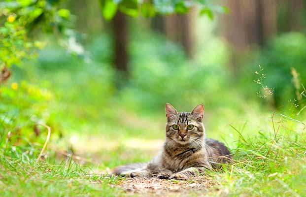 Gatto che si rilassa nella foresta