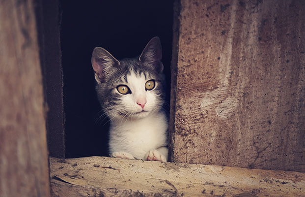 Il gatto guarda fuori dal fienile