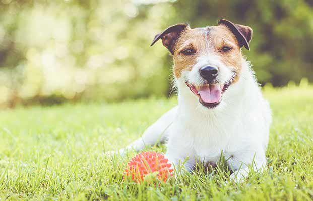 Cane felice sdraiato in un prato