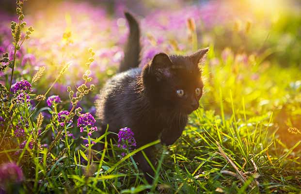 Giovane gatto che si aggira in un prato