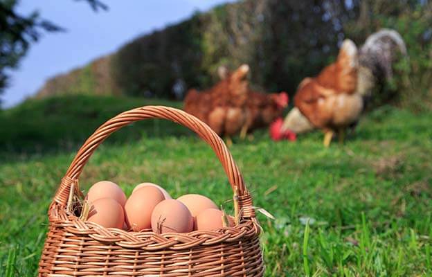 Galline