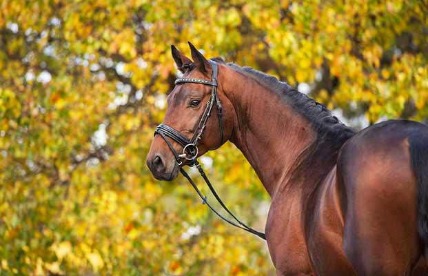 Cavallo in piedi in un prato