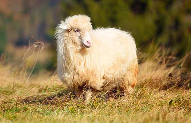 Pecore che si rilassano in un prato