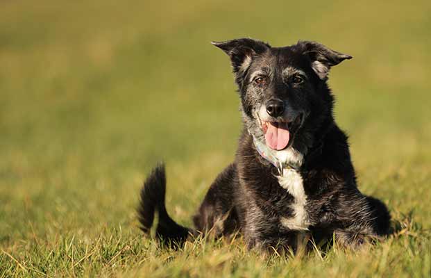 Cane sdraiato in un prato