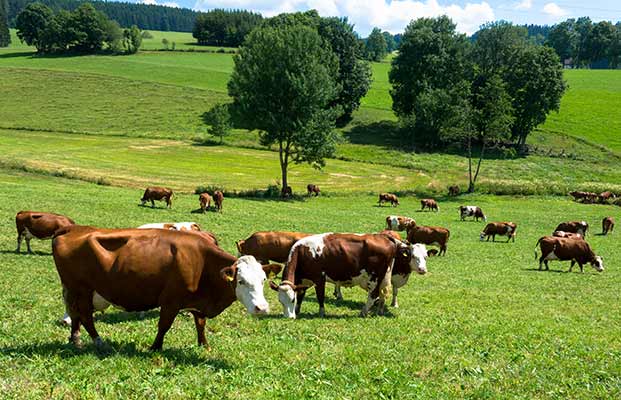 Mucche in piedi in un prato