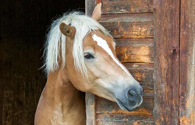 Cavallo in una stalla