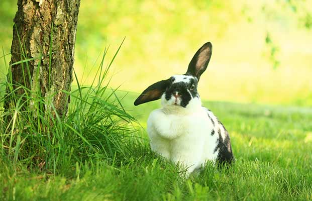 Coniglietto che si rilassa in giardino