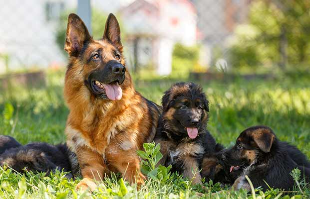Cane da pastore con cuccioli che si rilassano in giardino