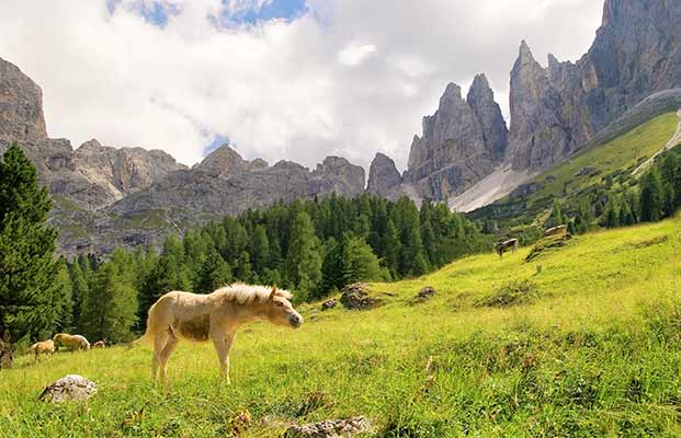 Cavalli nell'area del  Catinaccio