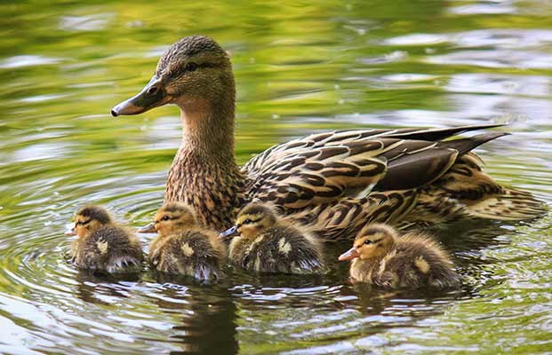 Anatra che nuota in un lago