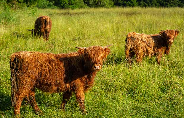 Bovini delle Highlands in piedi in un prato