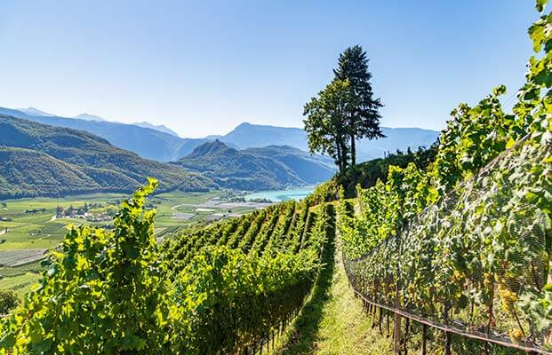 Vista sul Lago di Caldaro