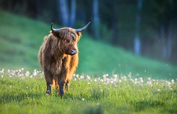 Bovini delle Highlands in un prato