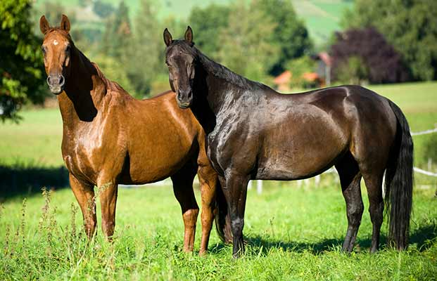 Cavalli in piedi in un prato