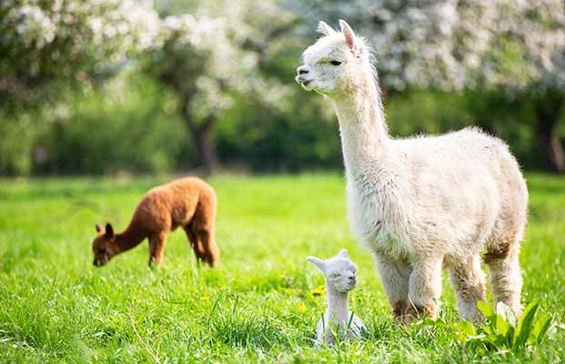 I lama si rilassano in un prato