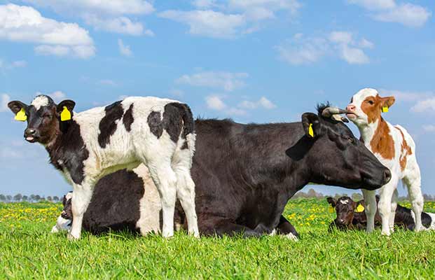 Mucca e vitelli che si rilassano in un prato