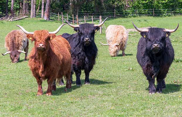 Bovini delle Highlands in piedi in un prato