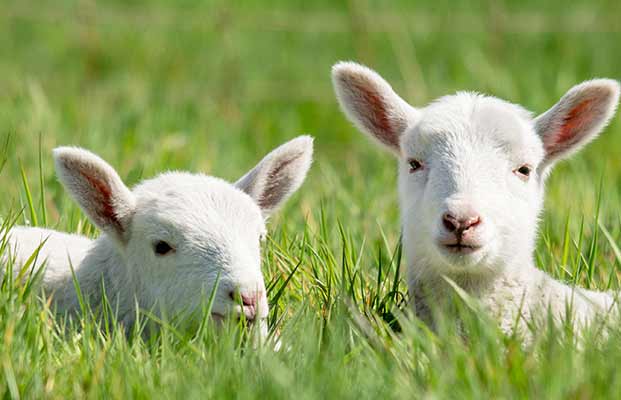 Giovani pecore sdraiate in un prato