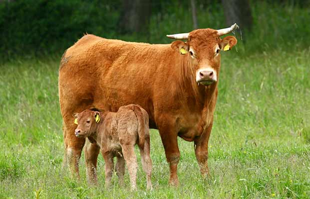 Mucca e vitello in piedi in un prato