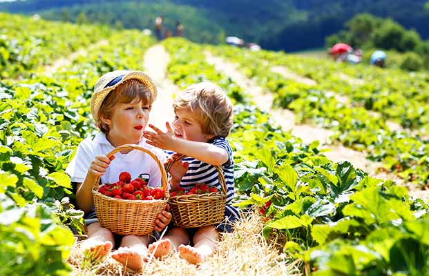 I bambini raccolgono le fragole