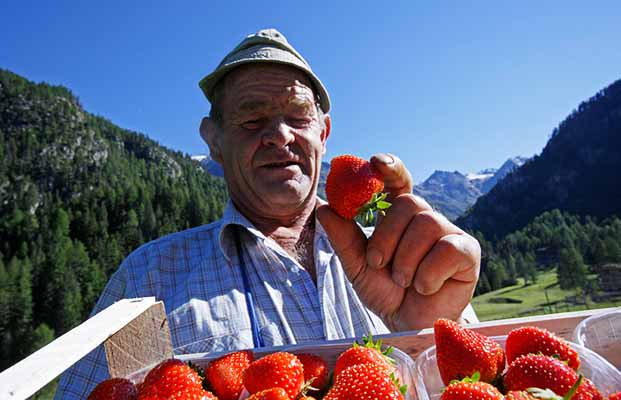 Uomo che tiene in mano un cestino di fragole