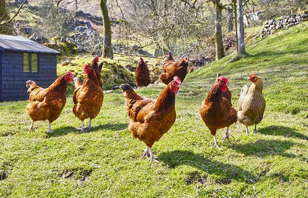 Galline che corrono nel loro recinto