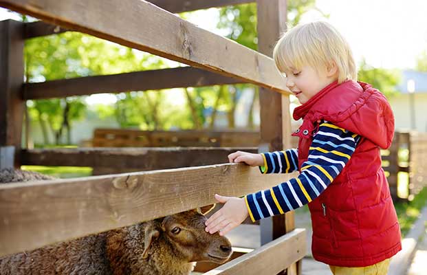 Bambino che accarezza una pecora